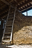 10_Antica scala